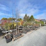 Wurzelware, Obstgehölze