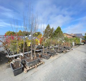 Wurzelware, Obstgehölze