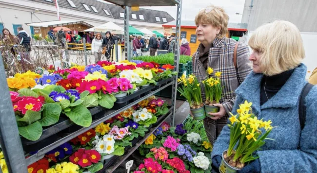 Europäischer Bauernmarkt sorgt für Farbe. Die Gärtnerei & Baumschule Tröltzsch aus Oelsnitz ist bereits seit vielen Jahren beim Europäischen Bauernmarkt als Aussteller dabei und bietet dabei auch vieles aus eigener Produktion an.