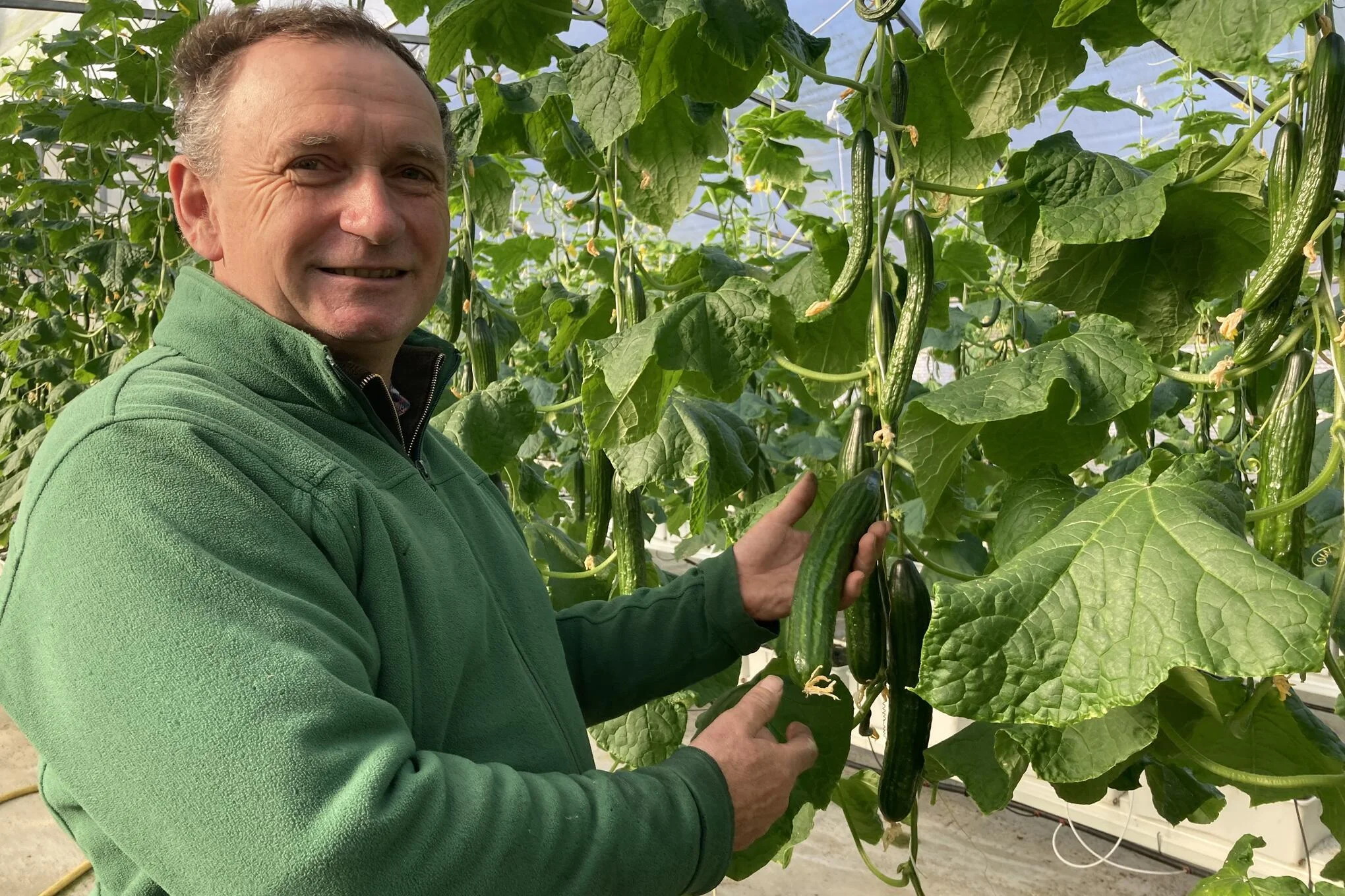 Gurken aus dem Vogtland: In dieser Gärtnerei wird schon geerntet