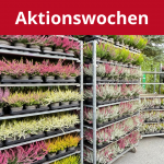 aktion-heide