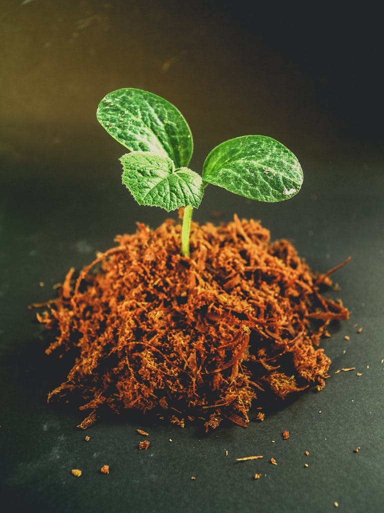 Close-up of a fresh seedling growing from rich brown soil, symbolizing new beginnings.