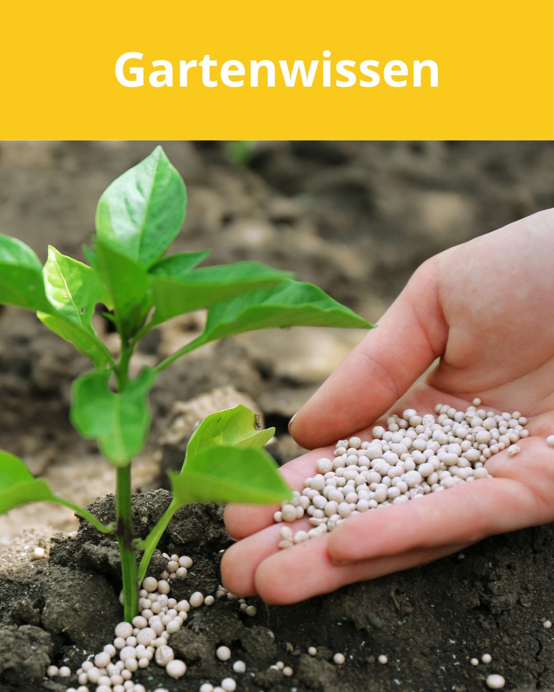 Gartenwissen-düngen