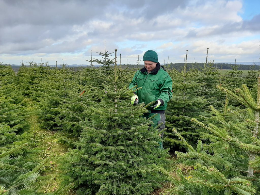 Nordmanntanne, Weihnachtsbaum, Weihnachtsbaumplantage, Oelsnitz, Vogtland