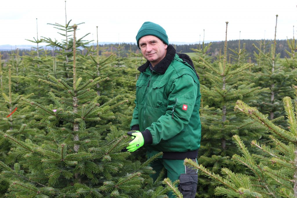 Nordmanntanne, Weihnachtsbaum, Weihnachtsbaumplantage, Oelsnitz, Vogtland