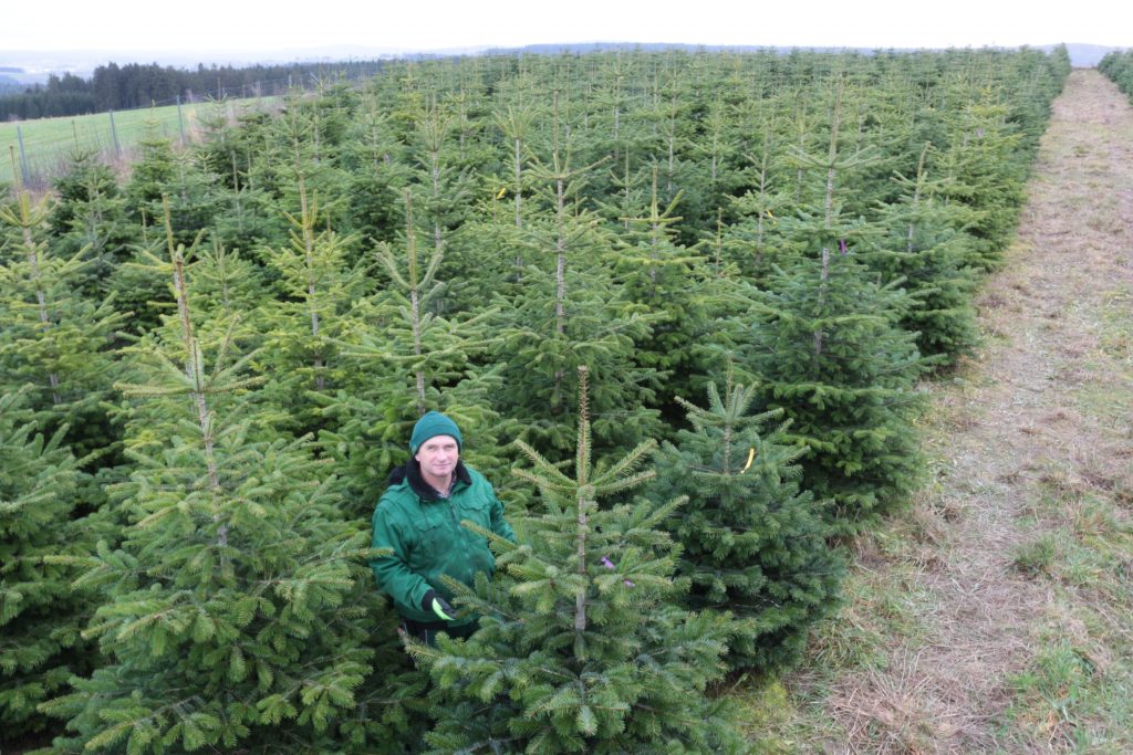 Nordmanntanne, Weihnachtsbaum, Weihnachtsbaumplantage, Oelsnitz, Vogtland
