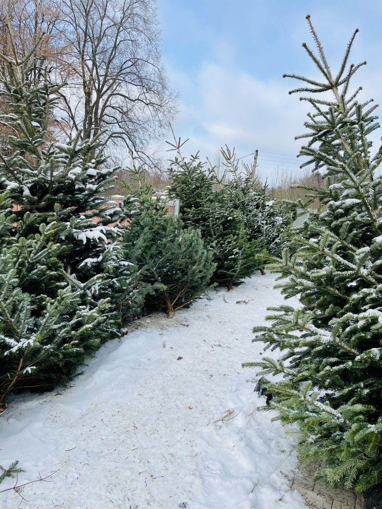 Weihnachtsbaumverkauf in Oelsnitz