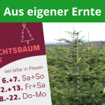 Weihnachtsbaum, Nordmanntanne, Oelsnitz, Vogtland
