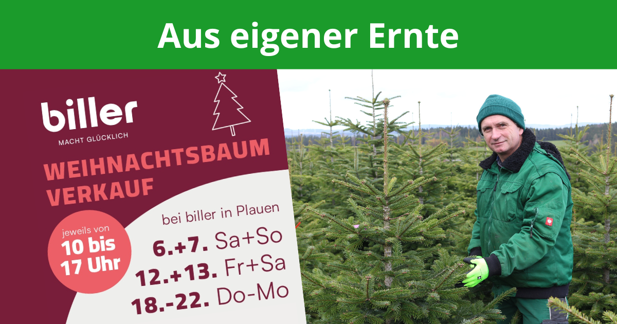 Weihnachtsbaum, Nordmanntanne, Oelsnitz, Vogtland