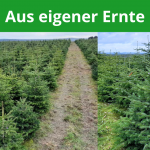 Weihnachtsbaum, Nordmanntanne, Oelsnitz, Vogtland