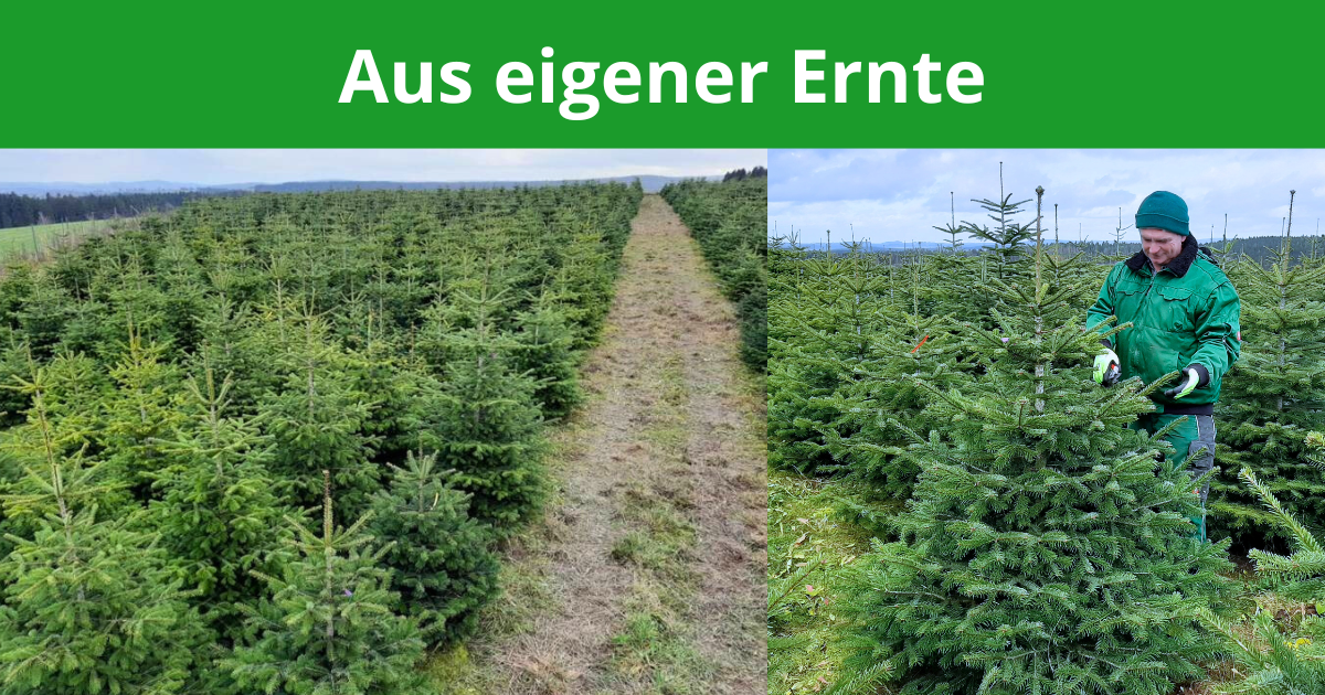 Weihnachtsbaum, Nordmanntanne, Oelsnitz, Vogtland