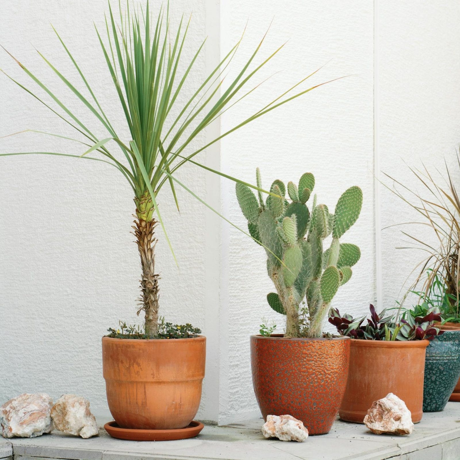 Dracaena Drachenbaum