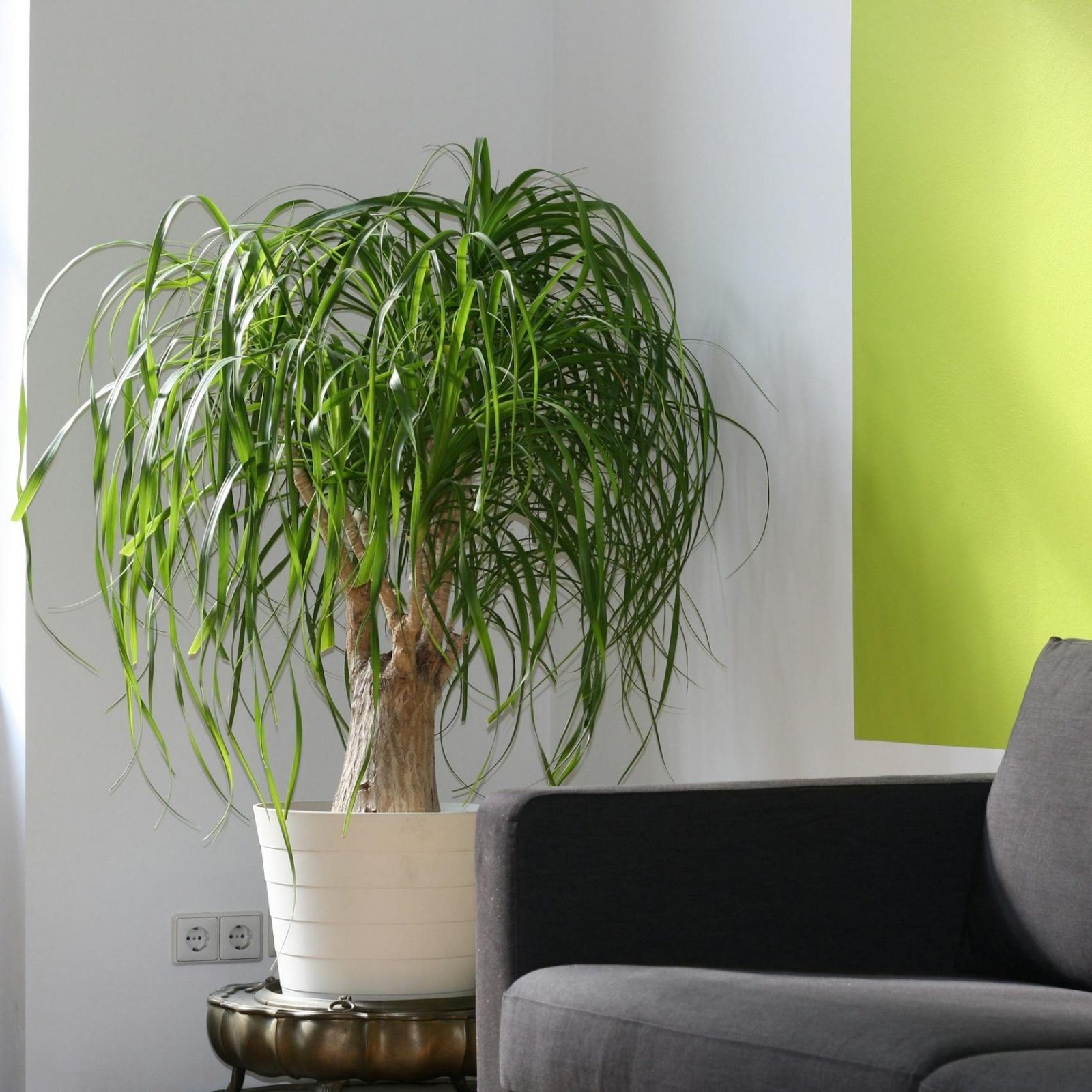 Elefantenfuss Beaucarnea