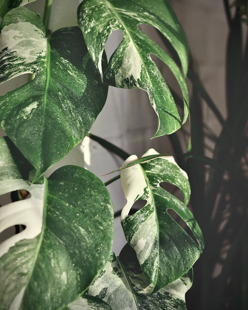 Zimmerpflanzen: Monstera, Philodendron und Alocasia im Überblick