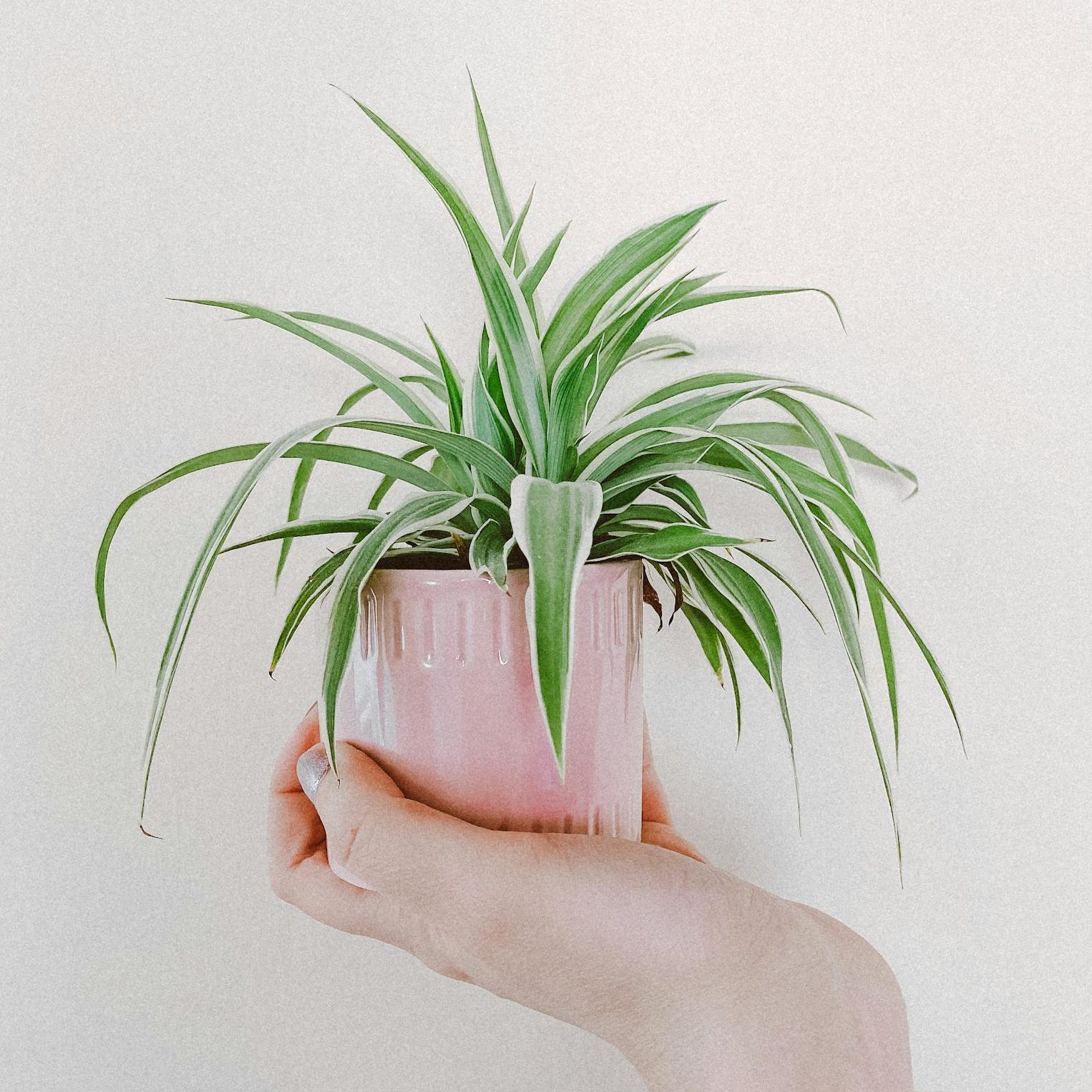 Chlorophytum Grünlilie