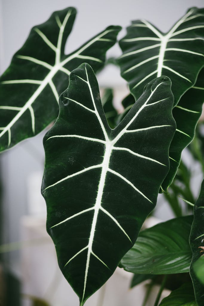 Alocasia