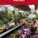 zimmerpflanzenaktion