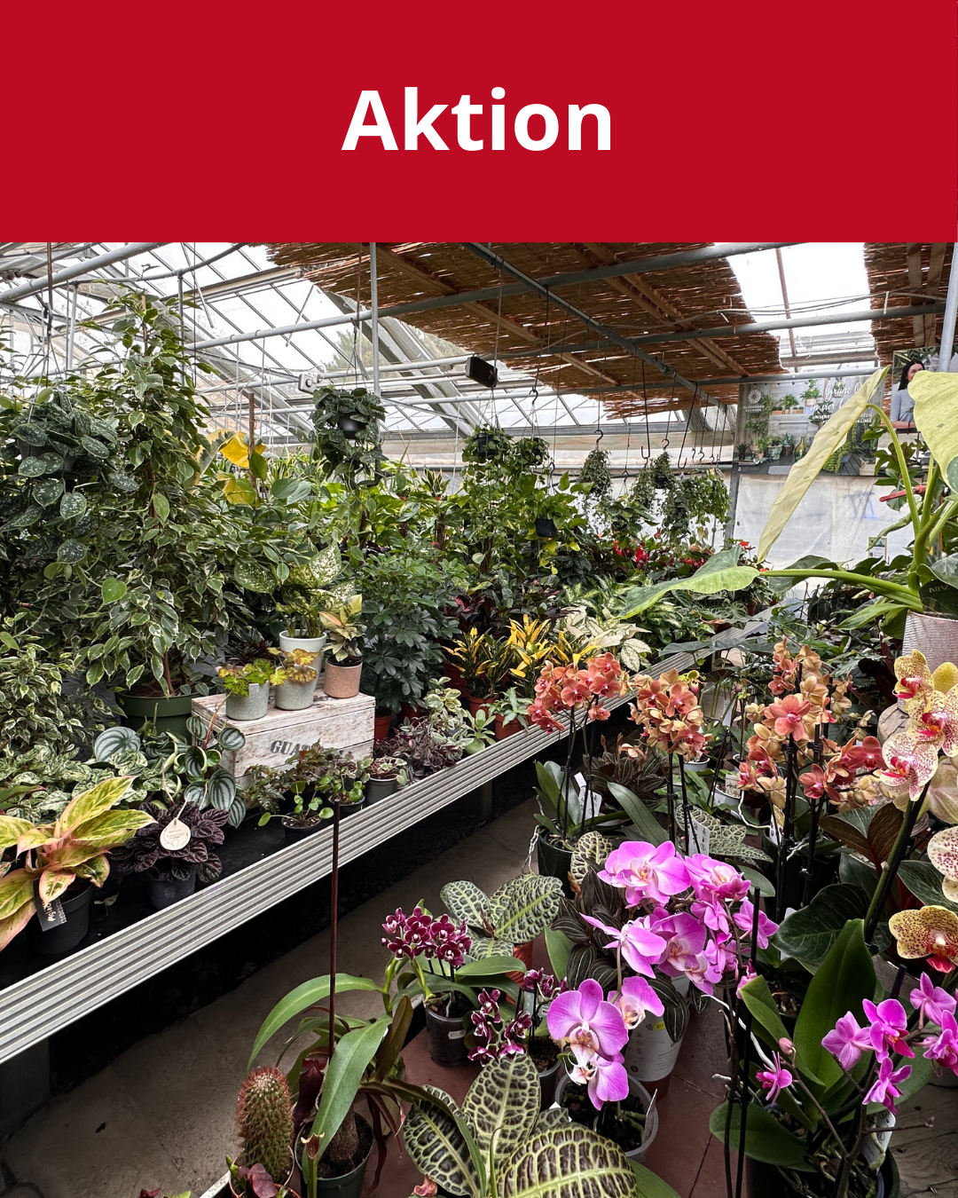 zimmerpflanzenaktion