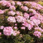 Pflanzen des Jahres Sachsen 2026 | Sommer- & Balkonpflanze