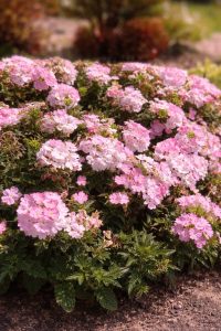 Pflanzen des Jahres Sachsen 2026 | Sommer- & Balkonpflanze