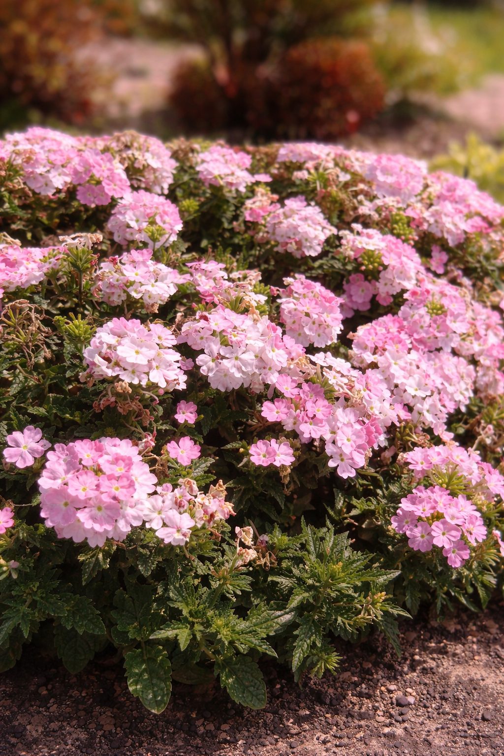 Pflanzen des Jahres Sachsen 2026 | Sommer- & Balkonpflanze