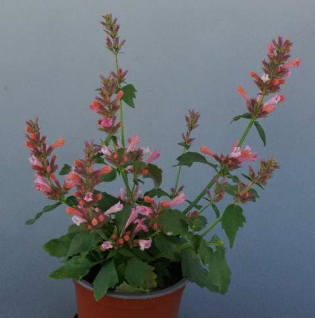 Sommerpflanze des Jahres 2026 in Sachsen Agastache Pink Pearl mit rosa Blüten.