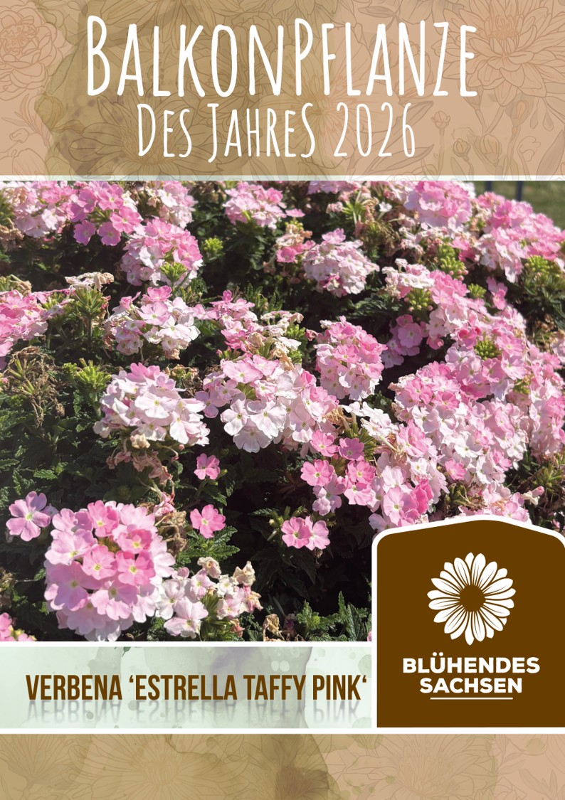 Sachsens Pflanzen des Jahres 2026