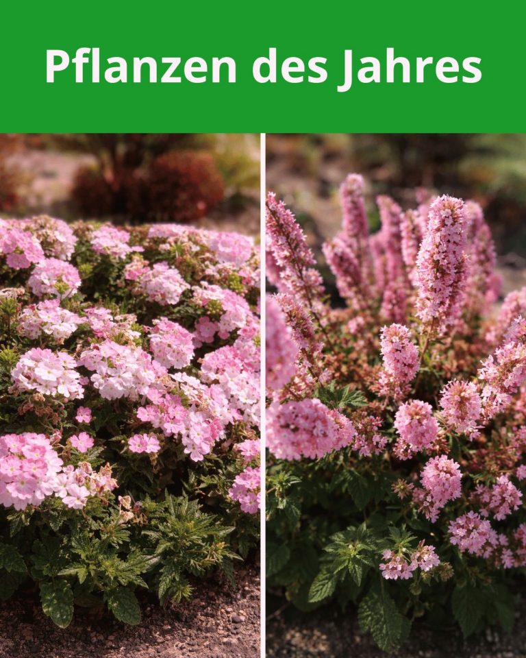 Agastache Pink Pearl und Verbena Estrella Taffy Pink – Sachsens Pflanzen des Jahres 2026 in voller Blüte für Balkon und Garten