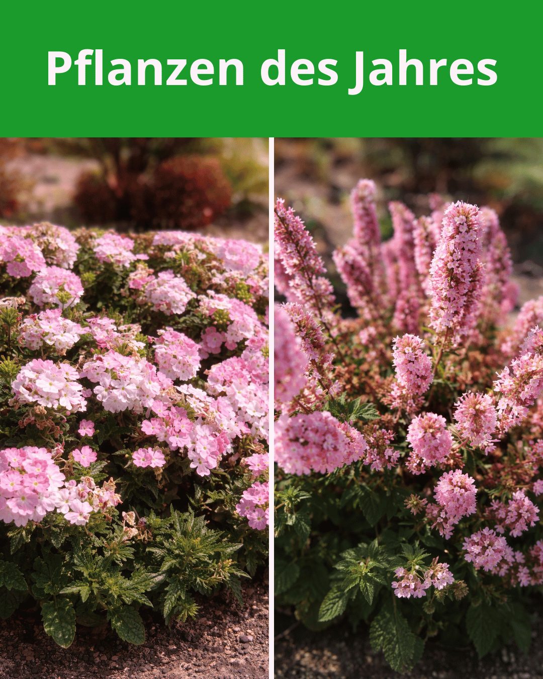 Agastache Pink Pearl und Verbena Estrella Taffy Pink – Sachsens Pflanzen des Jahres 2026 in voller Blüte für Balkon und Garten