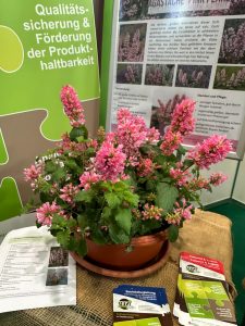 Sommerpflanze des Jahres 2026 Agastache ‘Pink Pearl’