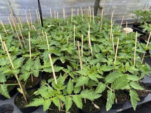 Jungpflanzen im Verkauf: Tomaten, Gurken & Paprika aus eigener Anzucht