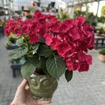alkon, Terrasse oder Garten – mit bunten Beet- und Balkonpflanzen