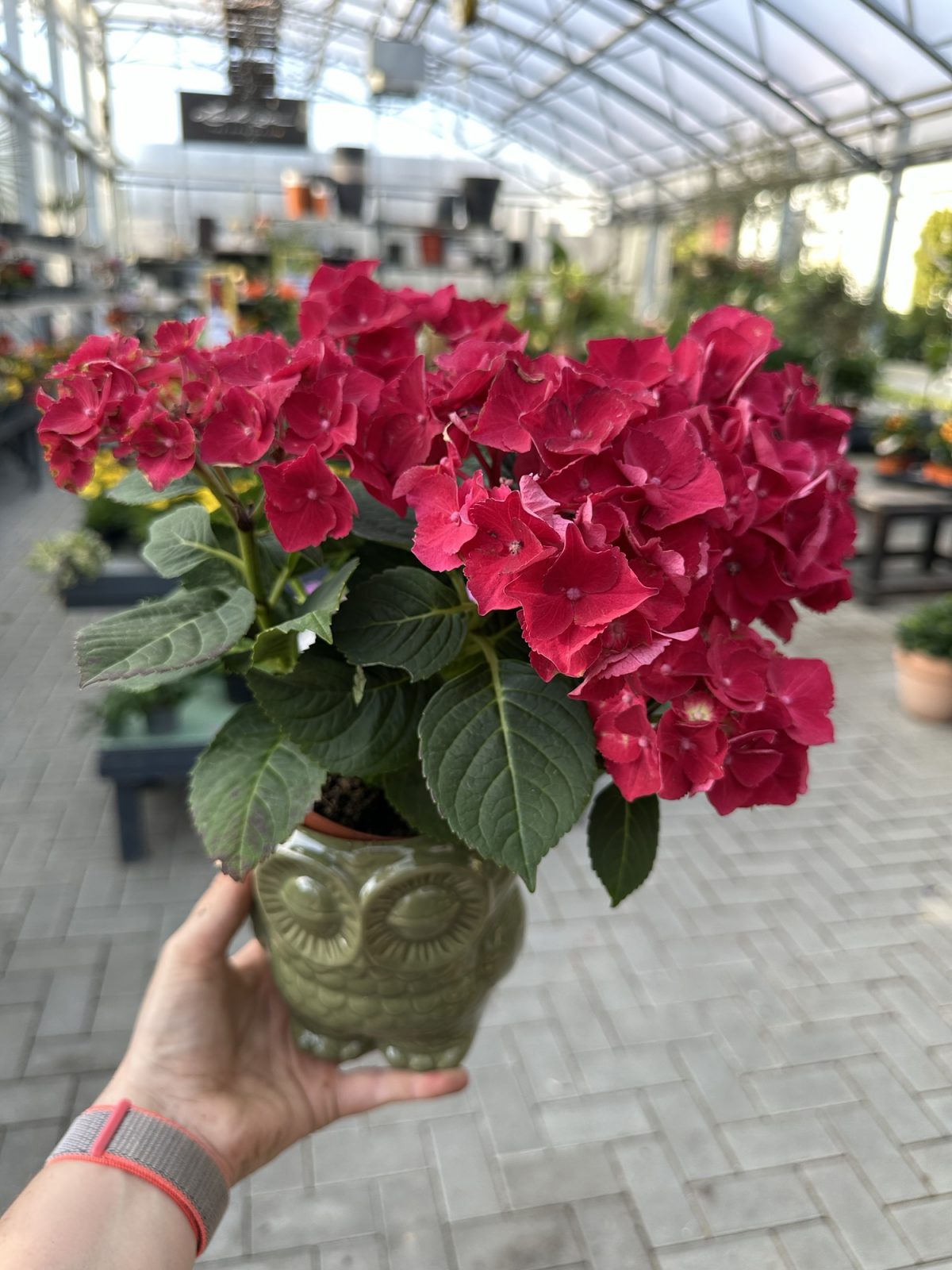 alkon, Terrasse oder Garten – mit bunten Beet- und Balkonpflanzen