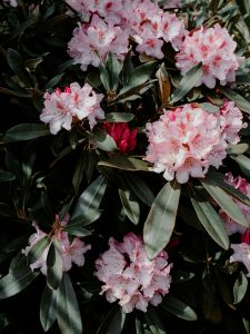 Close-up of lush pink rhododendrons blooming with dark green leaves outdoors.