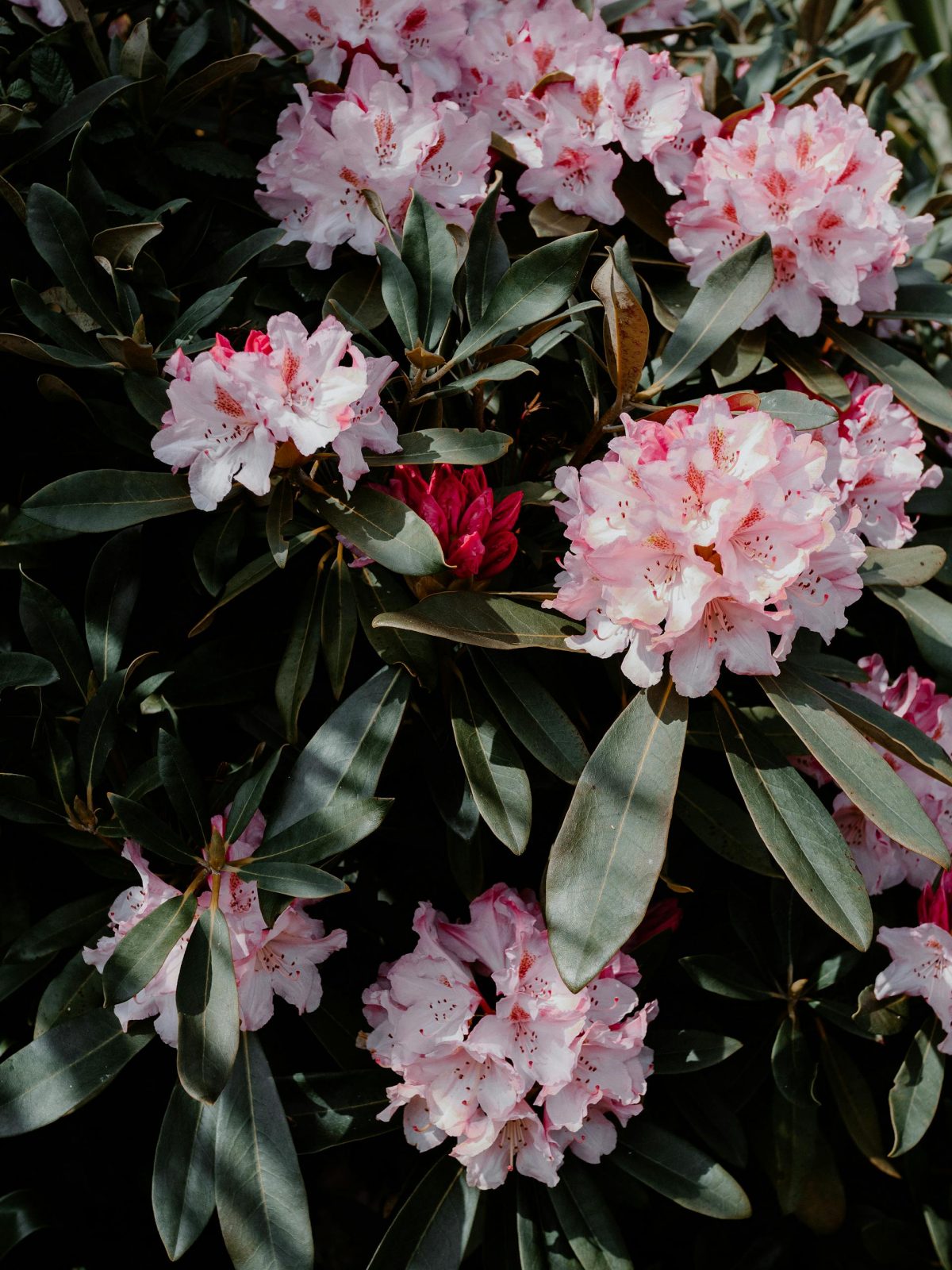 Close-up of lush pink rhododendrons blooming with dark green leaves outdoors.