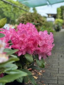 Rhododendronwoche vom 3.–10. Juni 2026
