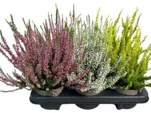 6er Palette Calluna GardenGirls® für 15 € | Tröltzsch