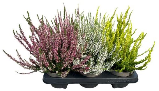 6er Palette Calluna GardenGirls® für 15 € | Tröltzsch