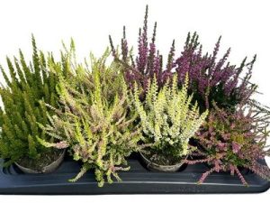 8er Palette Calluna GardenGirls® für 15 € | Tröltzsch