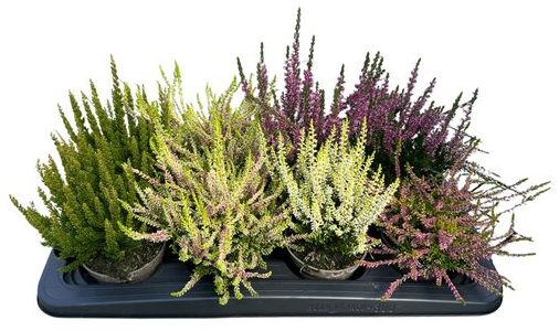 8er Palette Calluna GardenGirls® für 15 € | Tröltzsch