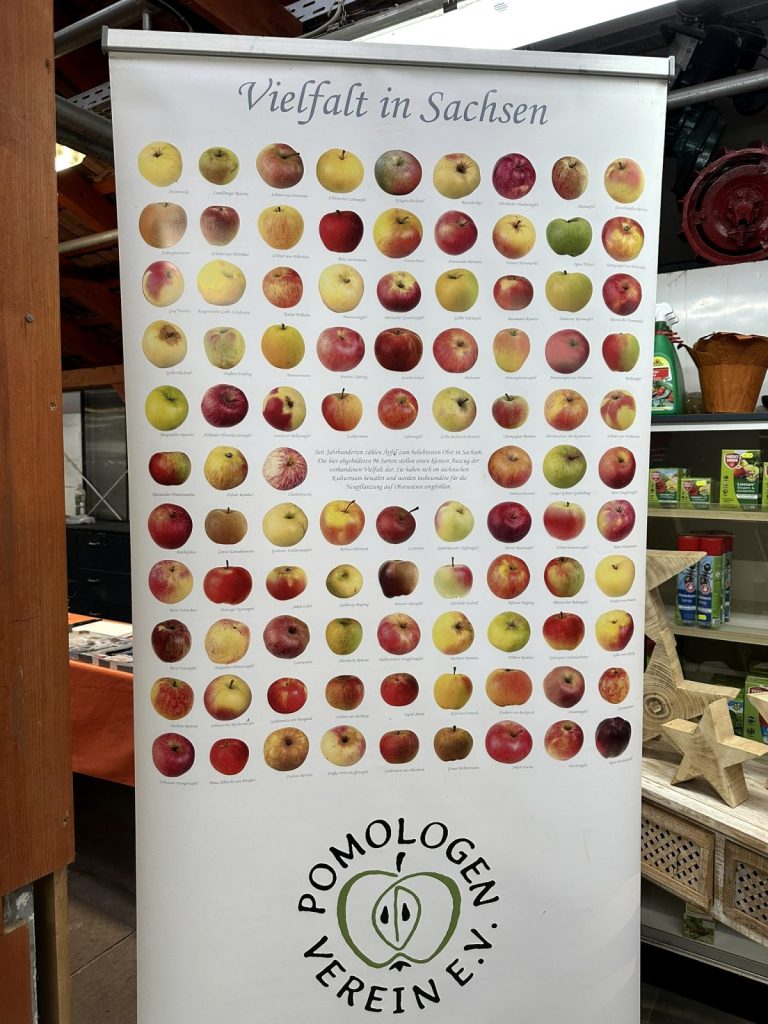 Rückblick auf unsere Obstsortenbestimmung 2026 in Oelsnitz: Pomologe Herr Geringswald bestimmte alte Apfel- und Birnensorten und gab wertvolle Tipps.