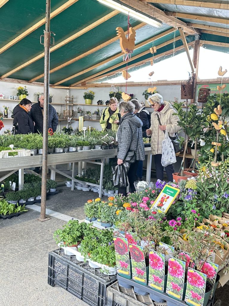 Verkaufsstand der Gärtnerei Tröltzsch mit Frühlingspflanzen und Geschenkideen beim Bauernmarkt in Plauen