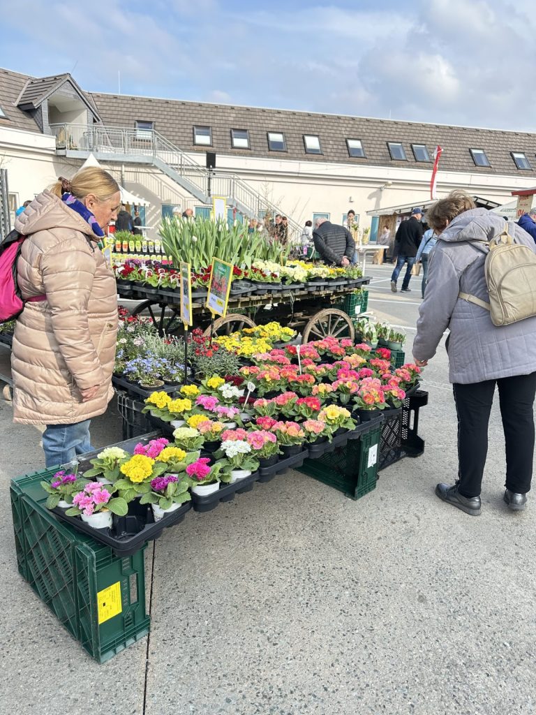 Verkaufsstand der Gärtnerei Tröltzsch mit Frühlingspflanzen und Geschenkideen beim Bauernmarkt in Plauen