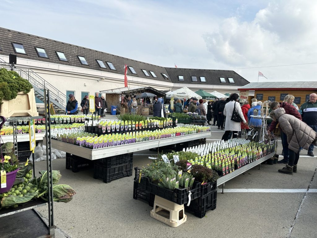 Verkaufsstand der Gärtnerei Tröltzsch mit Frühlingspflanzen und Geschenkideen beim Bauernmarkt in Plauen