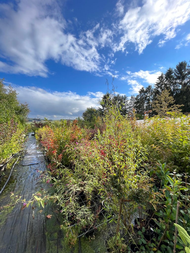 Baumschule mit Gehölze