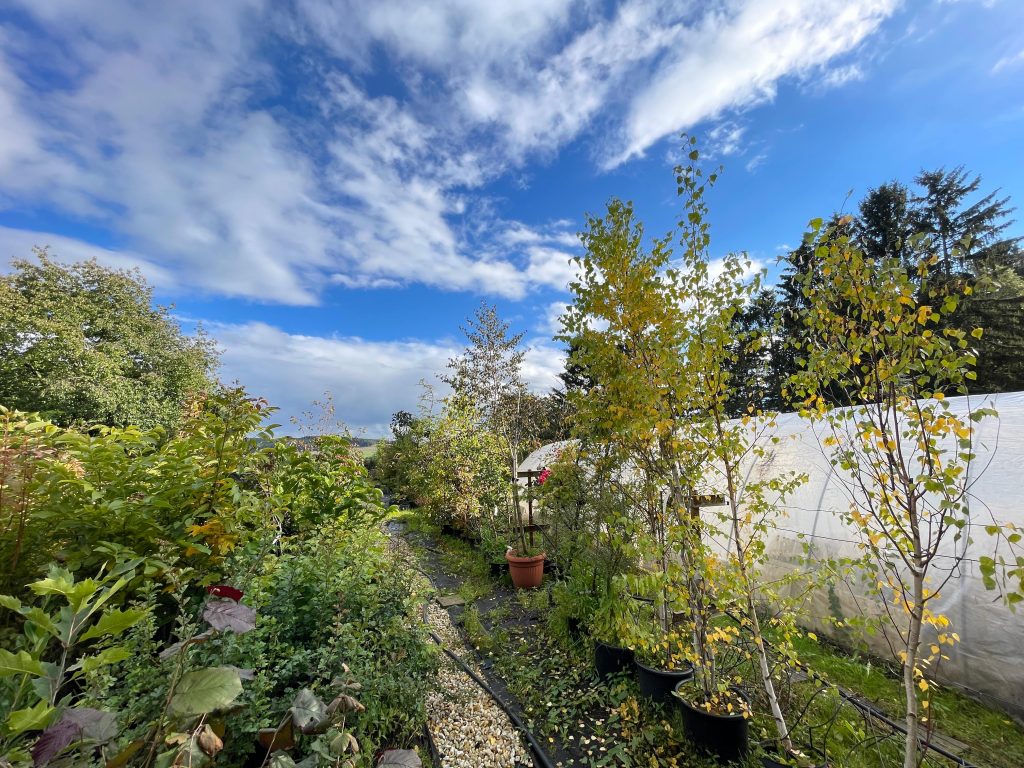 Baumschule mit Gehölze