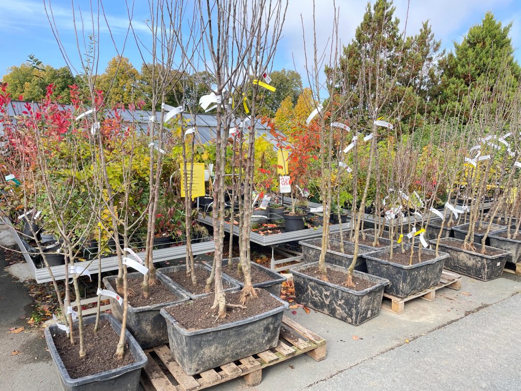 Wurzelware, Obstgehölze