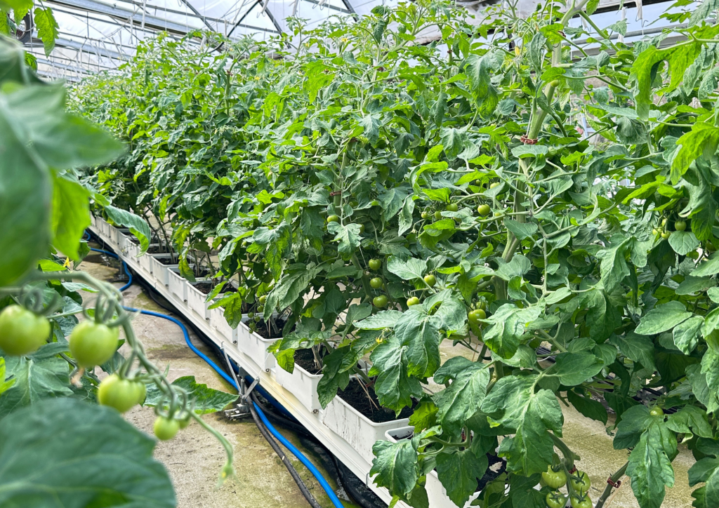 Gewächshaus Tomaten