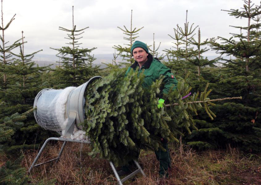 Start Weihnachtsbaumverkauf ab 1. Advent