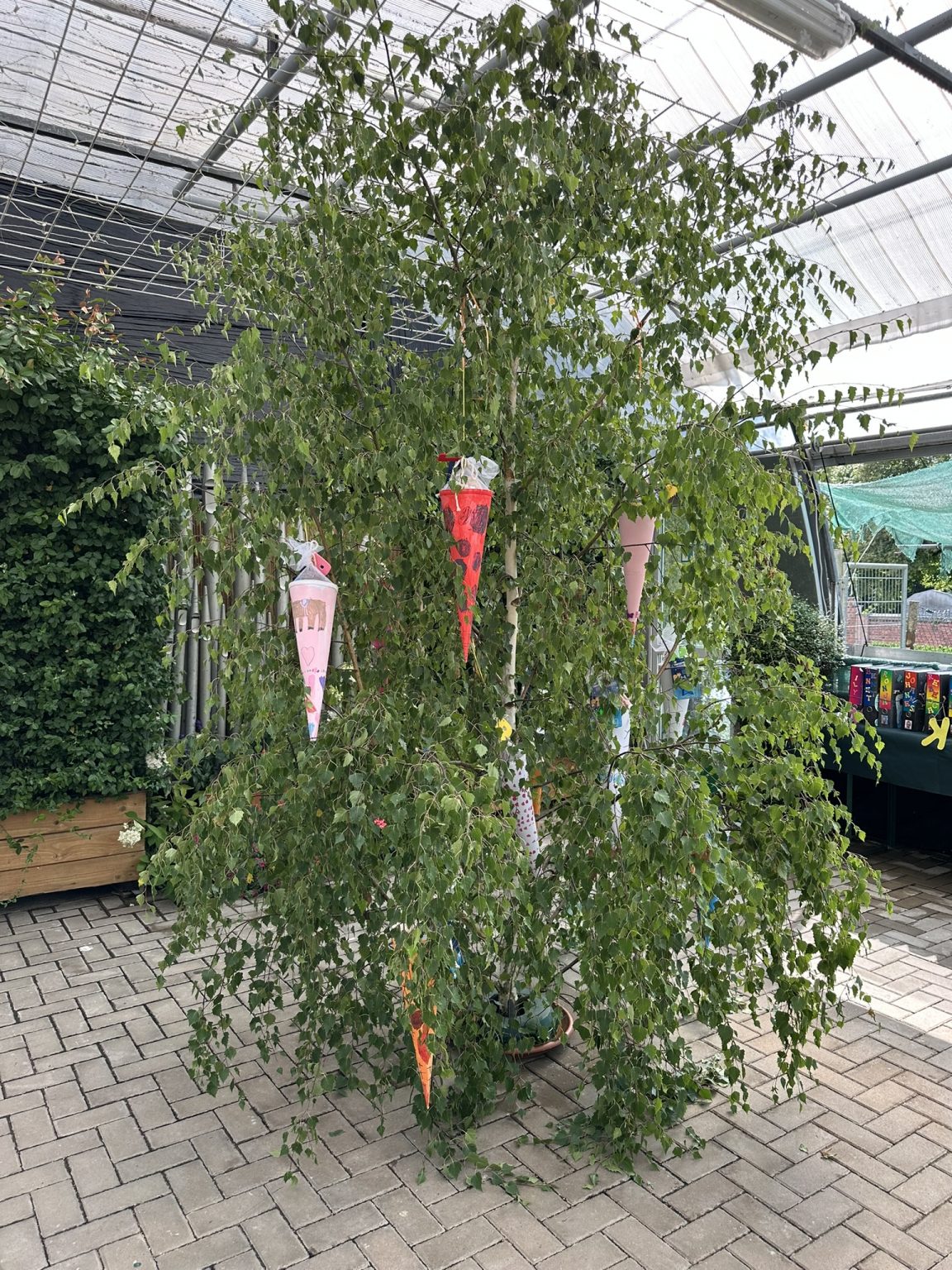 Zuckertütenfest, Schulanfang Matthias Tröltzsch Gärtnerei und Baumschule Tröltzsch Oelsnitz